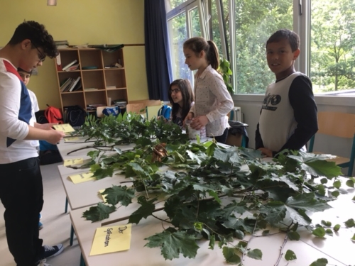 tagderwissenschaft-3 Schülerinnen und Schüler beim Bestimmen von Bäumen anhand ihrer Blätter