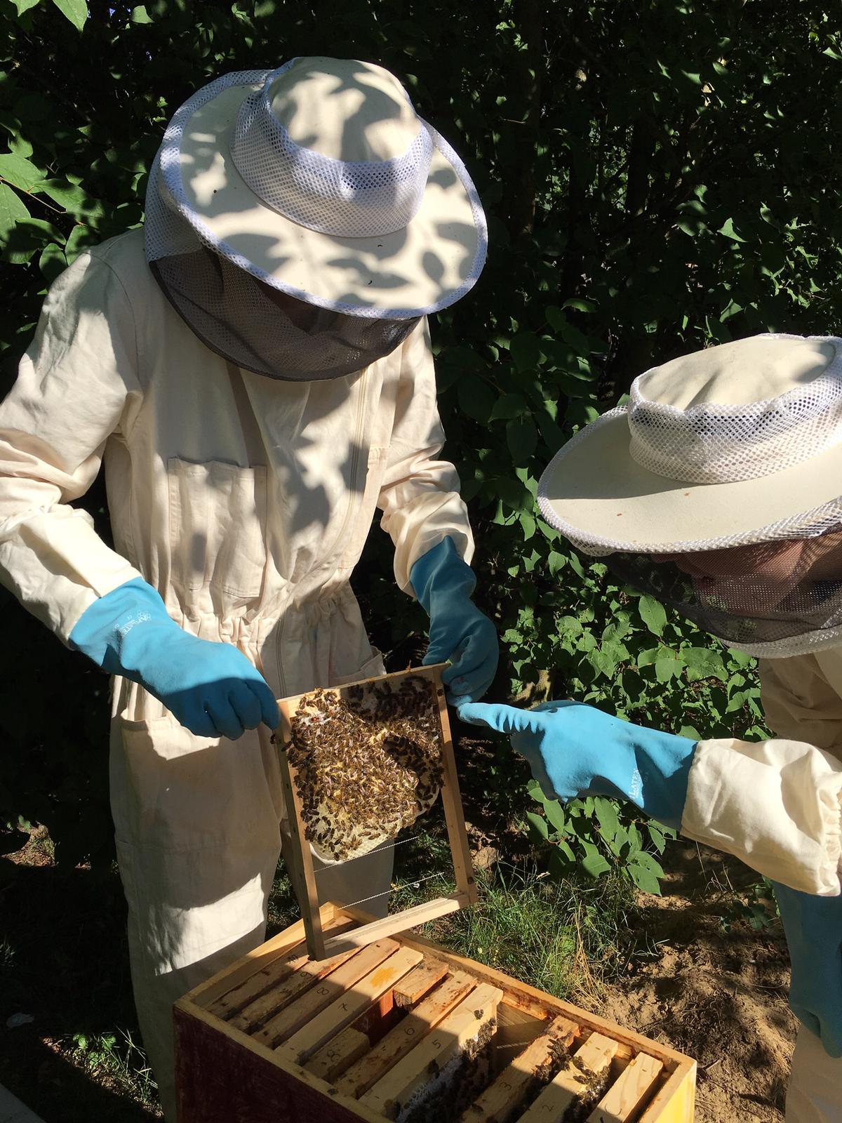 bienenpflege