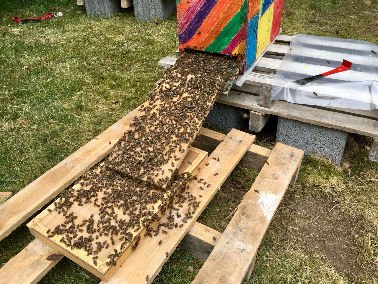 nochmehrbienen