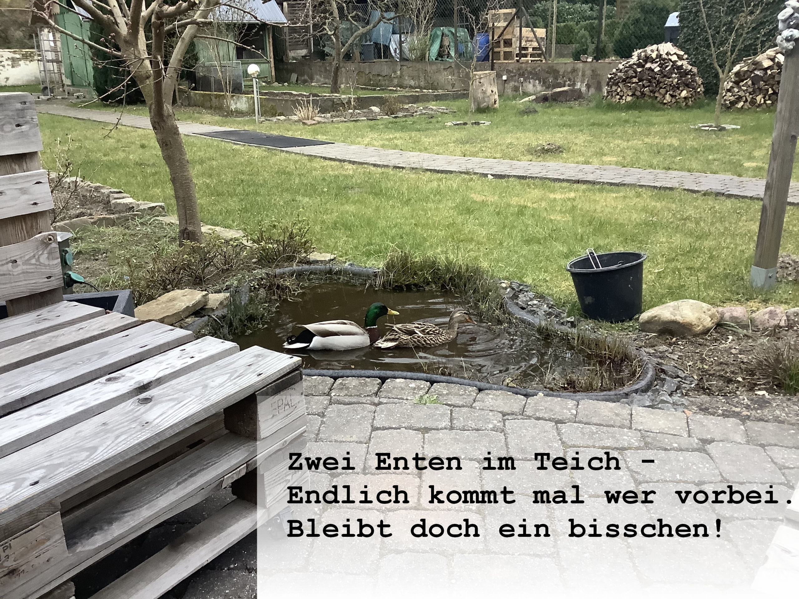 Haiku mit Enten