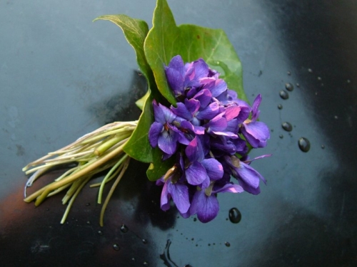 Veilchen